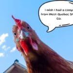 Chicken Coops